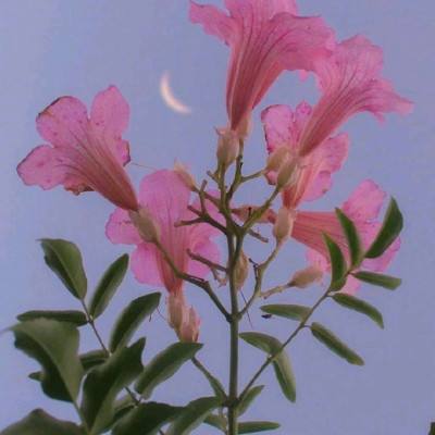 6686体育官网下载截图