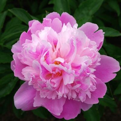 开元棋脾官方网站